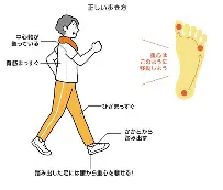 正しい歩き方のイラストです。
